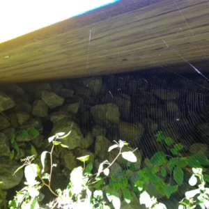 Underside of timber bridge after 20 years.